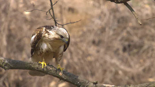Tales of the Avian Hunters Episode 2