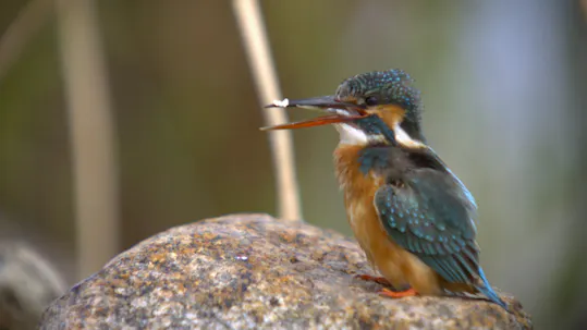 Tales of the Avian Hunters Episode 1