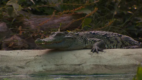 Cambodia, Nature's Great Treasure Episode 2