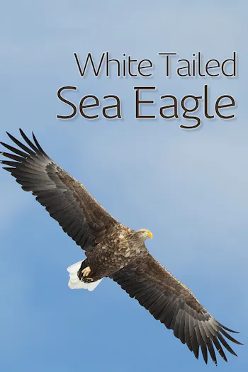 White-Tailed Sea-Eagle