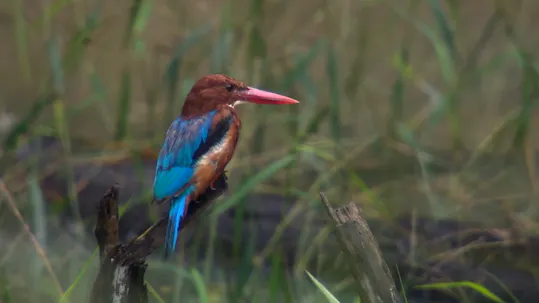 Cambodia, Nature's Great Treasure Episode 1
